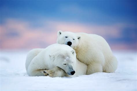 Polar Bears Arctic Alaska Sleep Couple Wallpaper Coolwallpapersme