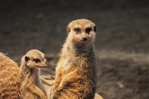 Top 50 Amazing Sahara Desert Animals Owlcation