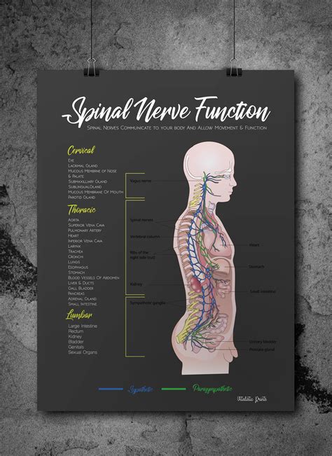 This Informative Chiropractic Subluxation Poster Was Created To Explain