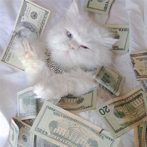 Pretty White и Vintage картинка в We Heart It Money Cat Cats Cute Cats