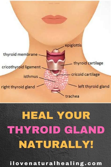 Video Heal Your Thyroid Gland Naturally I Love Natural Healing