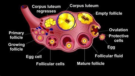 What Is Corpus Luteum Youtube