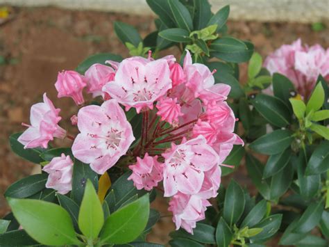 They are fast growing, evergreen and easy to establish. 'Tinker Bell' dwarf Mountain Laurel - Photo by Carol ...