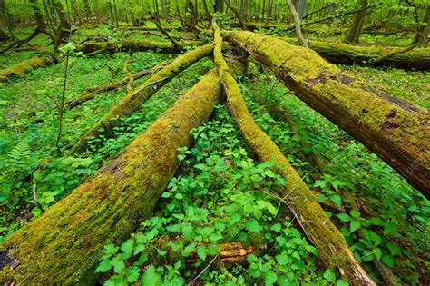 Moss Covered Fallen Trees Stock Image C0426021 Science Photo Library