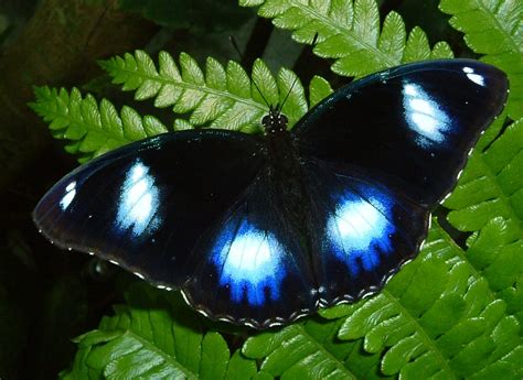 Blue Moon Butterfly 2 Richard Stickney Flickr