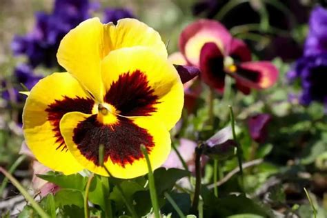 Interesting Pansy Flower Meaning Symbolism And Uses Growingvale