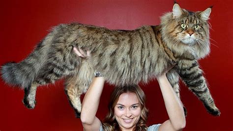 Biggest Domestic Cat Breed Cat Meme Stock Pictures And Photos