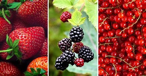 25 Different Types Of Berries And Their Health Benefits Purewow