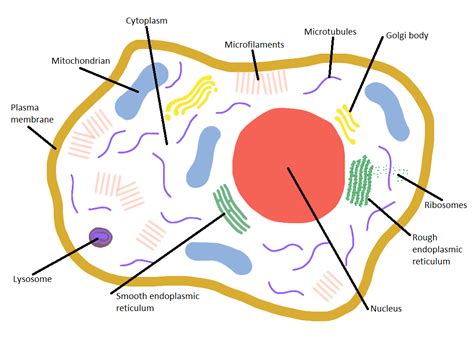 It gives you the option to customize the links, hover description for each organ/body part through an. Internal Body Parts Diagram - ClipArt Best