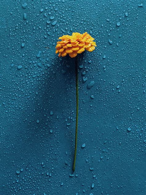 Gerbera Flower Drops Water Hd Phone Wallpaper Peakpx