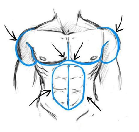 Pin By Cesar Gpe On Bodybuilding Fitness More Anatomy Drawing Guy