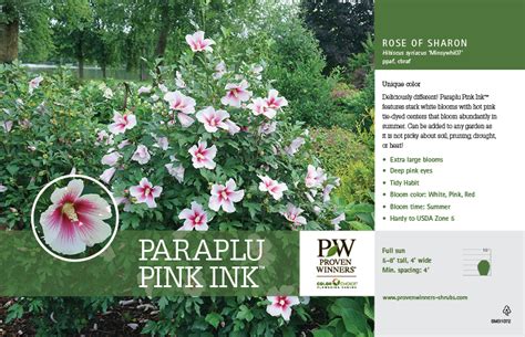 hibiscus paraplu pink ink™ rose of sharon 11x7 variety benchcard proven winners