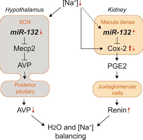 Schematic Overview Of The Role Of Mir 132 In The Bodys Download