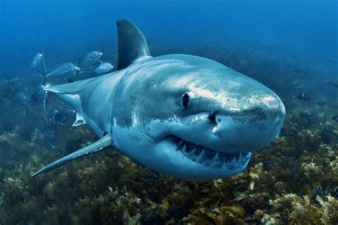 In 2010, north american waters had 42% of all confirmed unprovoked photos. Seeking new ways to curb fatal shark attack - News