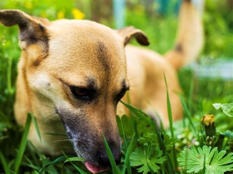 Puppy Eating Grass 6 Reasons Why Do Puppies Eat Grass