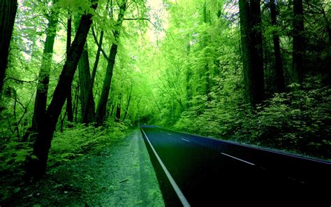 Forest Road Wallpapers Wallpaper Cave