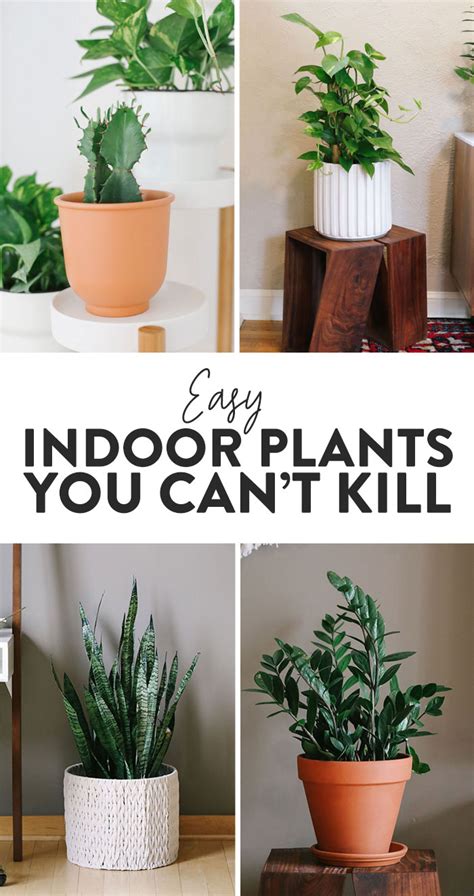 Best Indoor Plants For Beginners F