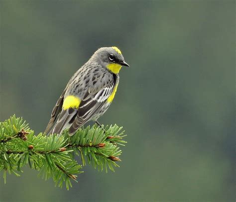 Gray And Yellow Throated Bird Yellow Rumped Warbler Hd Wallpaper