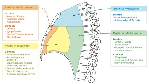 Filemediastinum Anatomypng Wikem