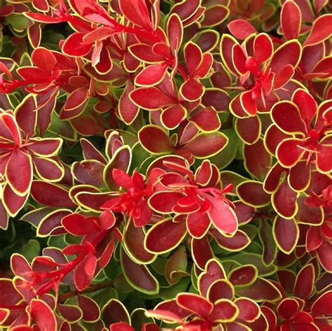 Admiration Barberry 3 Gallon Container Lots Of Plants Cool Plants