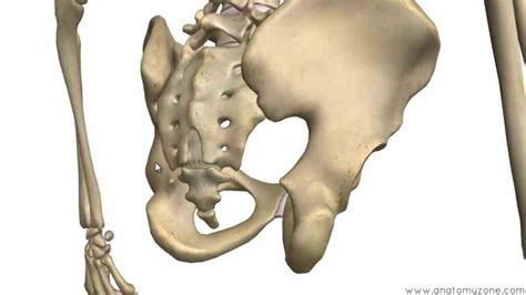 Posterior view of gluteus maximus and gluteus medius. Anatomy Of Hip And Pelvis | MedicineBTG.com