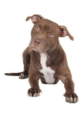 See the full review here. Top 5 Best Dog Food for Pit Bulls to Gain Muscle in 2017