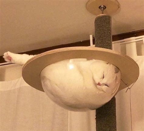 Liquid Cats That Take Shape Of Their Containers In 2020 Funny Animal