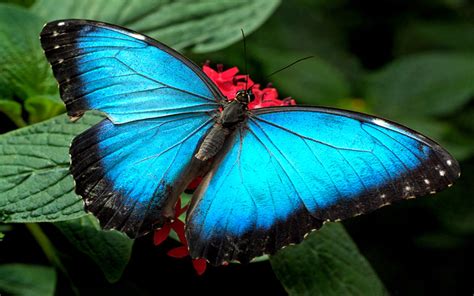 Blue Butterfly Images Hd Wallpaper Reverasite