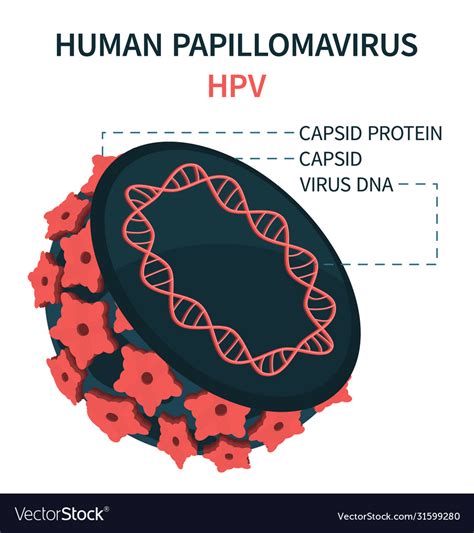Internal Model Human Papillomavirus Cell Hpv Vector Image