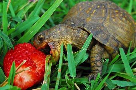 Baby Turtle Eating Strawberry Great Picture Wanderings