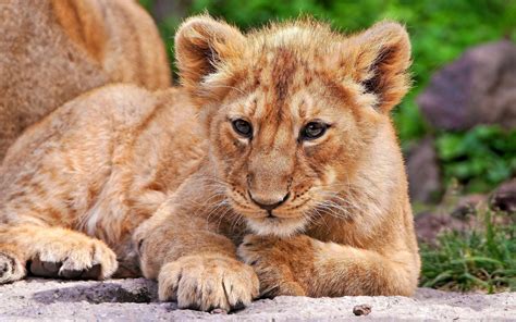 741248 Big Cats Cubs Lions Two Rare Gallery Hd Wallpapers