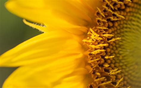 Download Wallpaper 3840x2400 Sunflower Petals Flower Yellow Macro