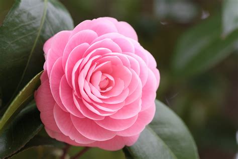 Nature Camellia Hd Wallpaper