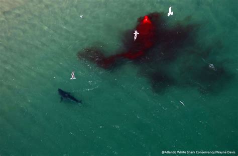 Aerial Photos Capture The Aftermath Of A Great White Sharks Seal Hunt