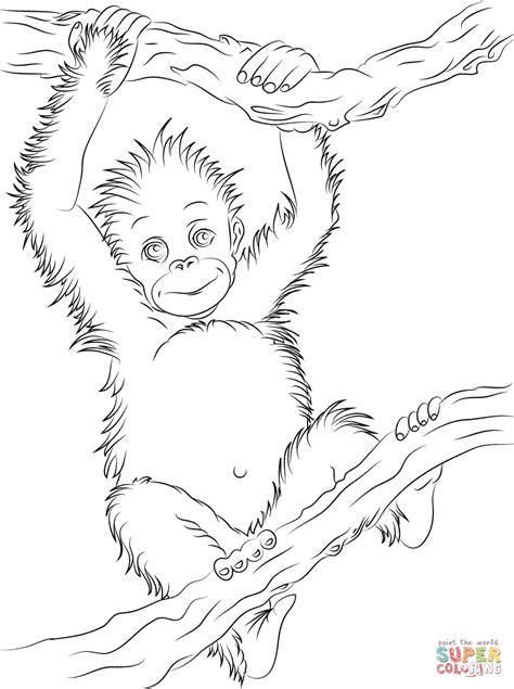 Use this lesson in your classroom, homeschooling curriculum or just as a fun kids activity that you as a parent can do with your child. Cute Baby Orangutan coloring page | Free Printable ...