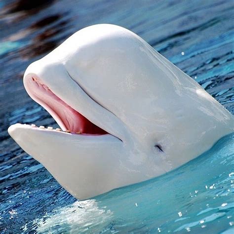 Happy Beluga Whale Earthpix Photography By Steve Snodgrass Padgram