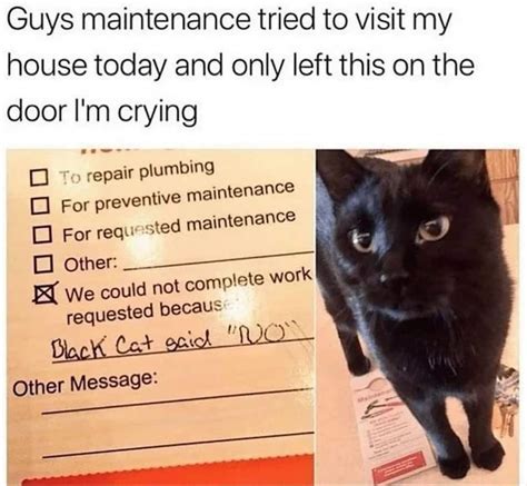 Funny Black Cat Meme