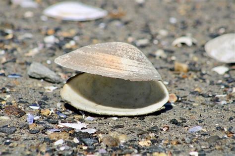 Clam Shell Stock Photo Download Image Now Clam Animal Animal