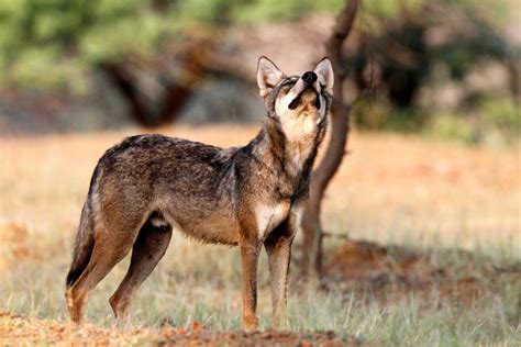 An Ancient Lineage Indian Wolf Among Worlds Most Endangered And