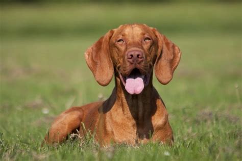 Hungarian Vizsla Dogs Breed Facts Information And Advice Pets4homes