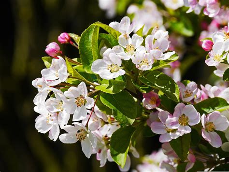 Apple Blossom Branch Blossoms Free Photo On Pixabay Pixabay