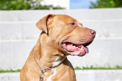 The pit bull mastiff mix can be a cross between any breed of pit bull and mastiff, as there are several. Pit Bull & Mastiff Mix: Breed Info, Pics, Facts, Traits & Care | Pet Keen