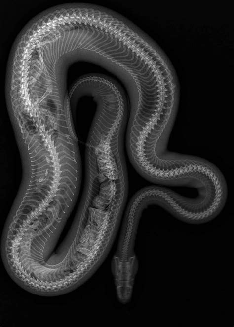 1000 Images About X Ray On Pinterest Natural History Paintball Guns