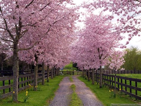 16 Bing Free Spring Wallpaper Basty Wallpaper