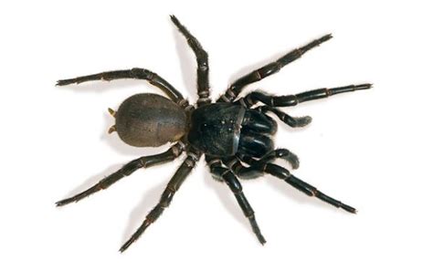 Gallery 10 Most Dangerous Spiders In Australia Australian Geographic