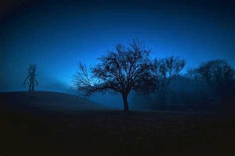 Trees On A Dark And Foggy Night Image Abyss