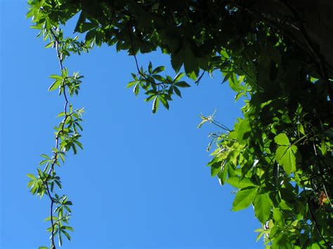 Blue And Green Leaves Free Photo Download Freeimages
