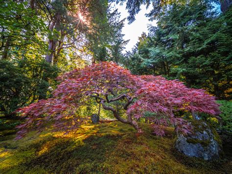 Portland Japanese Garden Japanese Maple Summer Oregon Fuji Flickr