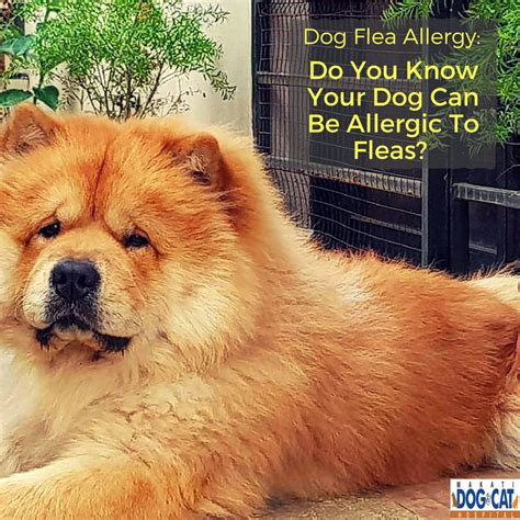 Dog Flea Allergy Do You Know Your Dog Can Be Allergic To Fleas Makati Dog And Cat Hospital