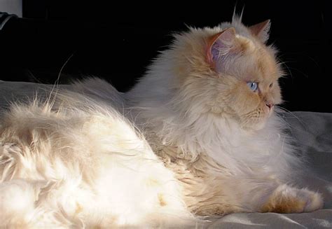 Goodinfo Flame Point Ragdoll Rare